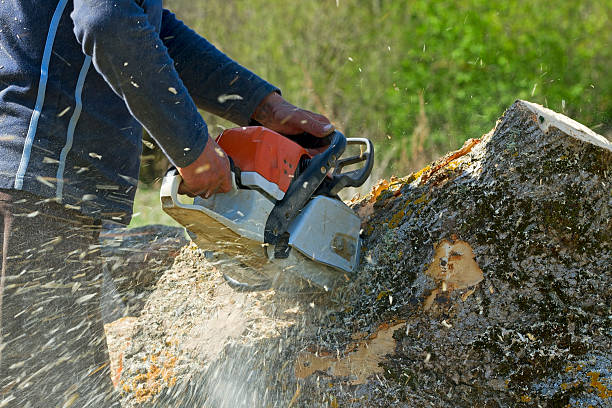Best Tree and Shrub Care  in Ponce Inlet, FL